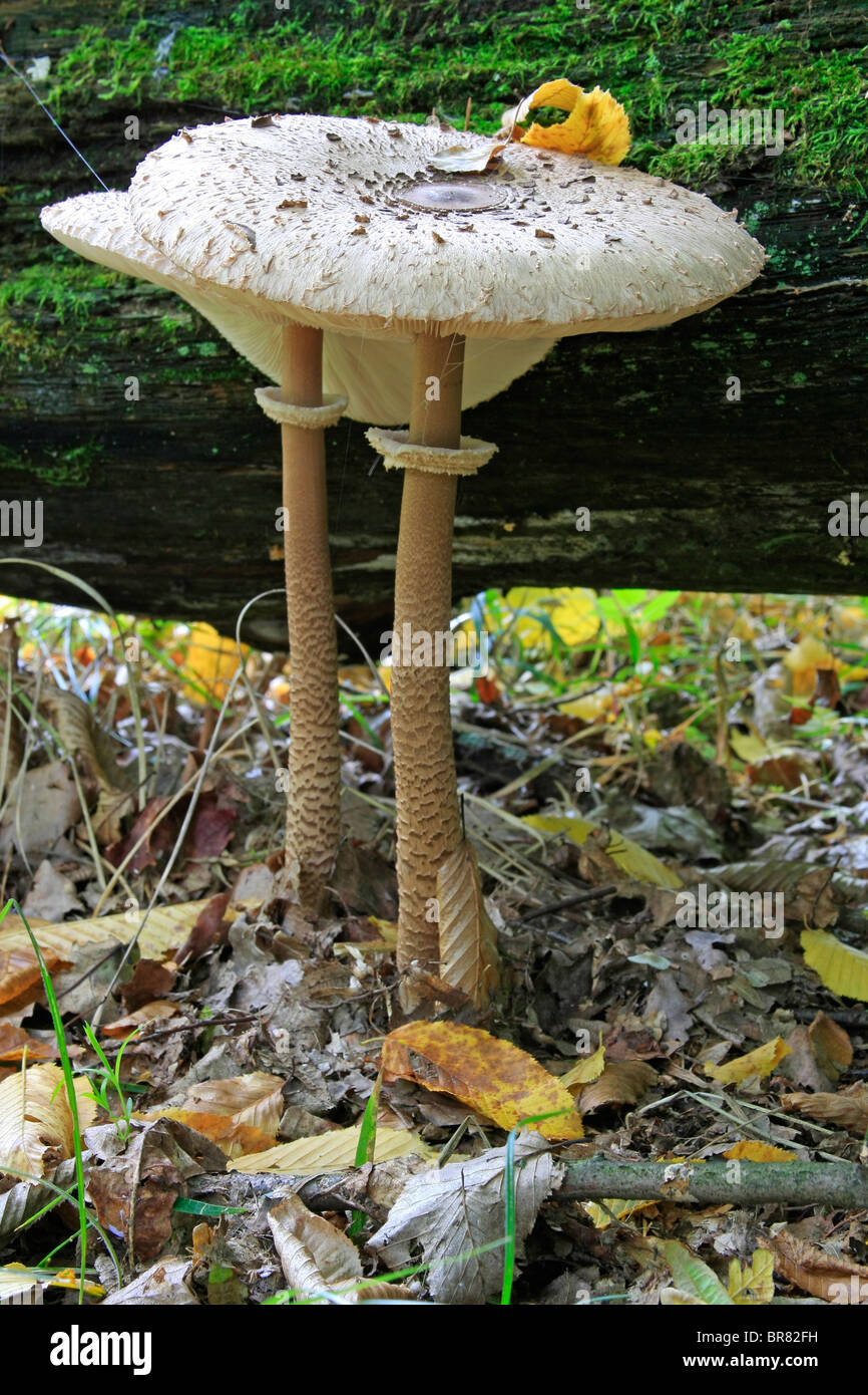 autumn mushroom Stock Photo