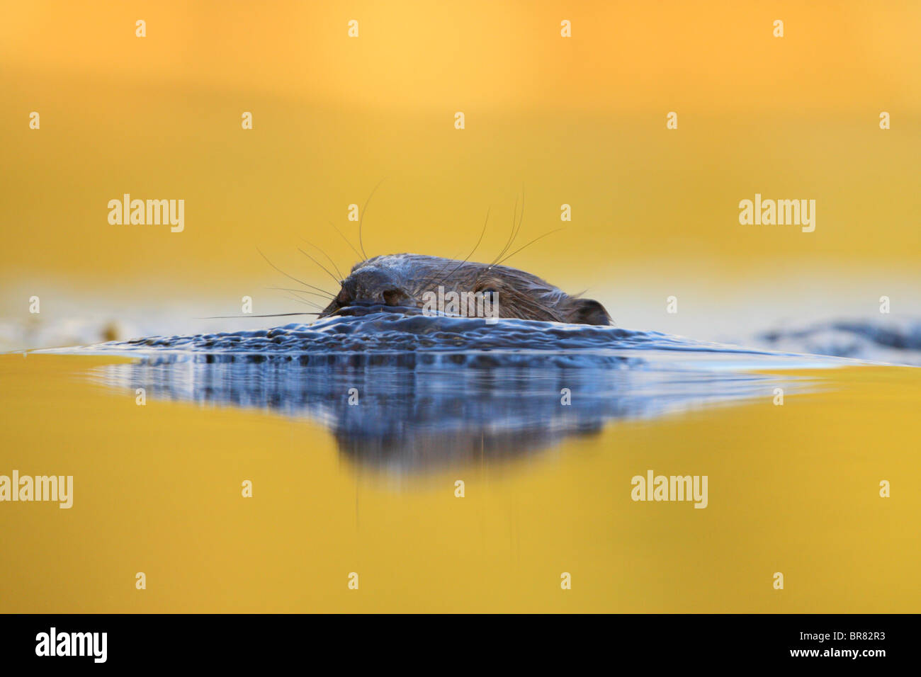 Wild Eurasian beaver (Castor fiber) swimming in the water. Stock Photo