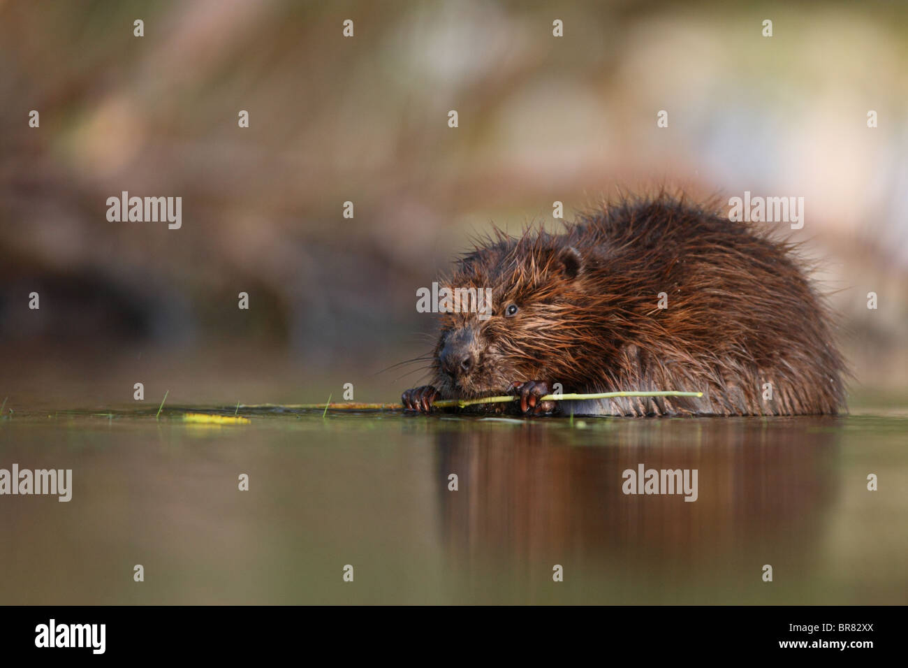 Wild Eurasian beaver (Castor fiber) eating willow twig. Stock Photo