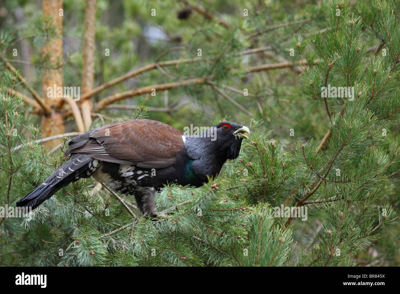 Птицы обитающие в хвойном лесу. Глухарь (Tetrao urogallus). Глухарь - Capercaillie. Боровая птица Косач. Таежный темный Глухарь.