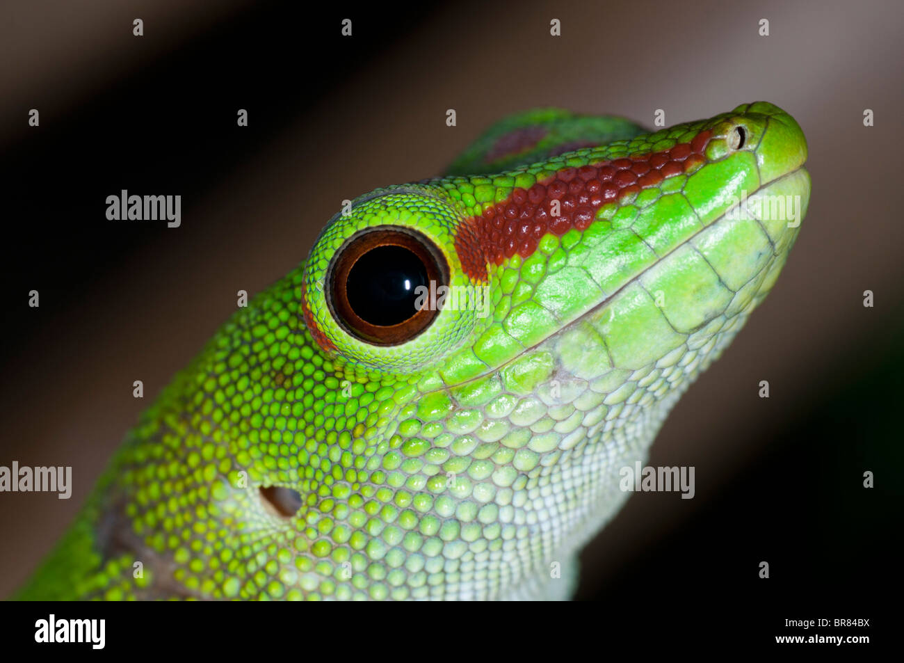 Phelsuma madagascariensis grandis, Giant Day Gecko Stock Photo