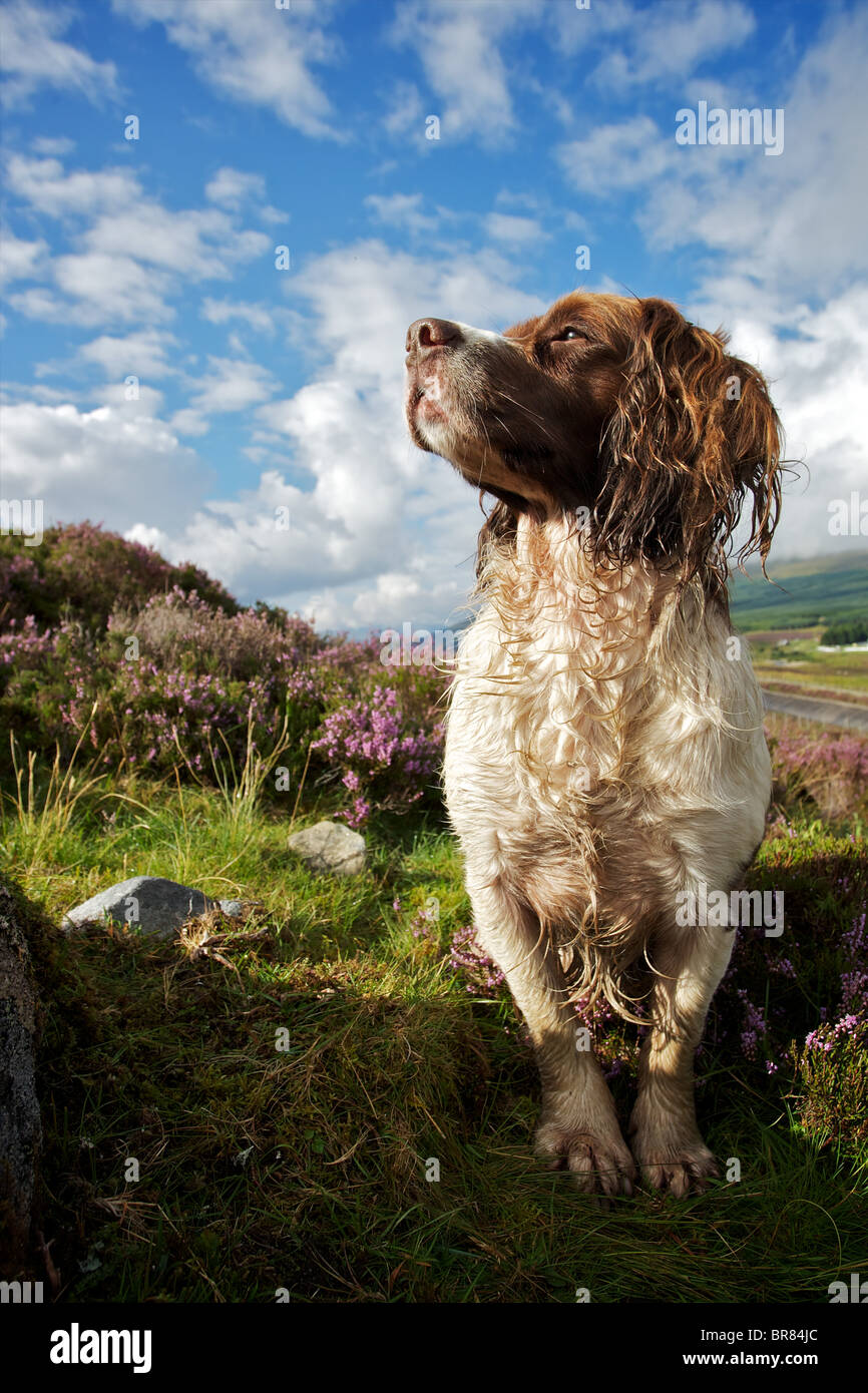 Springer spaniel watching for grouse Stock Photo