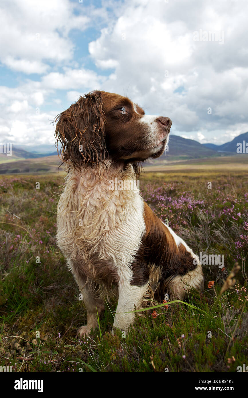 Springer spaniel watching for grouse on a moor in Invernesshire Stock Photo
