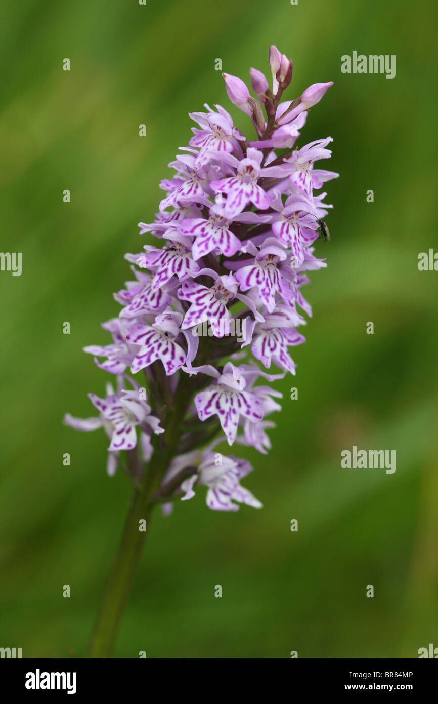 Common Spotted Orchid (Dactylorhiza fuchsii) flowering in July. Stock Photo