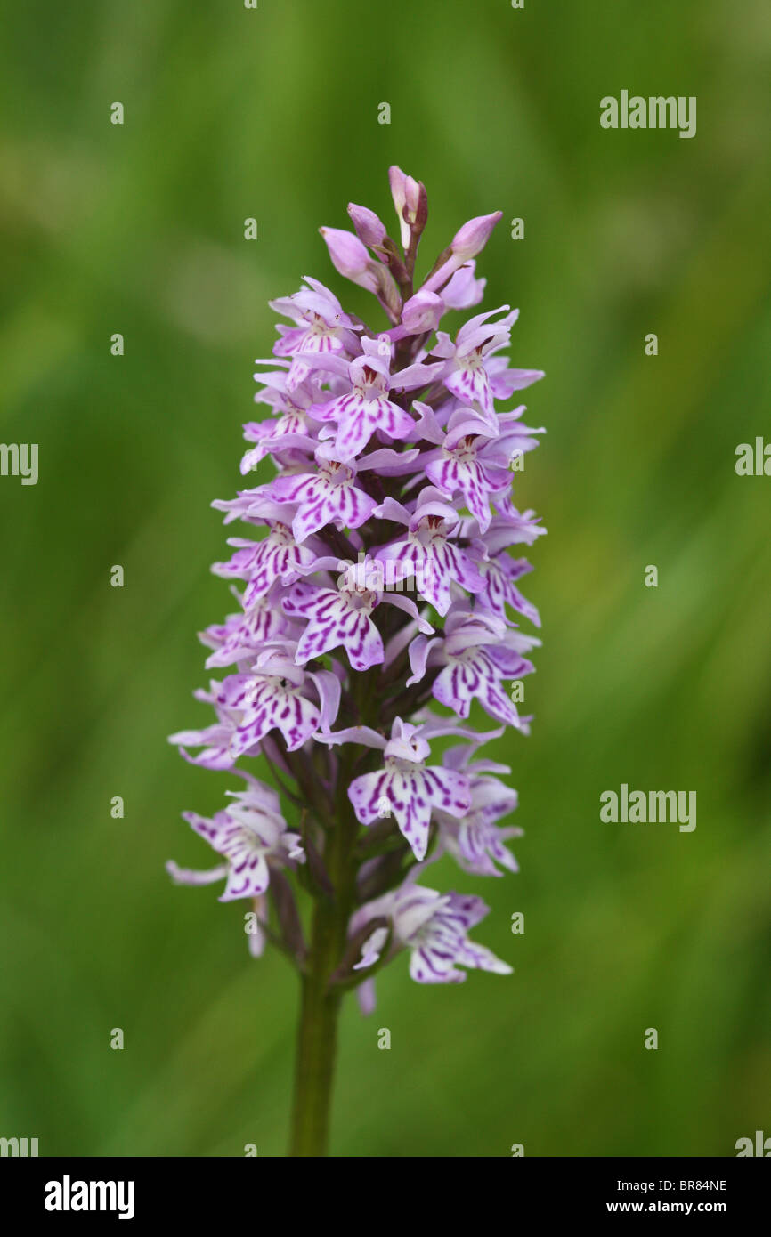 Common Spotted Orchid (Dactylorhiza fuchsii) flowering in July. Stock Photo