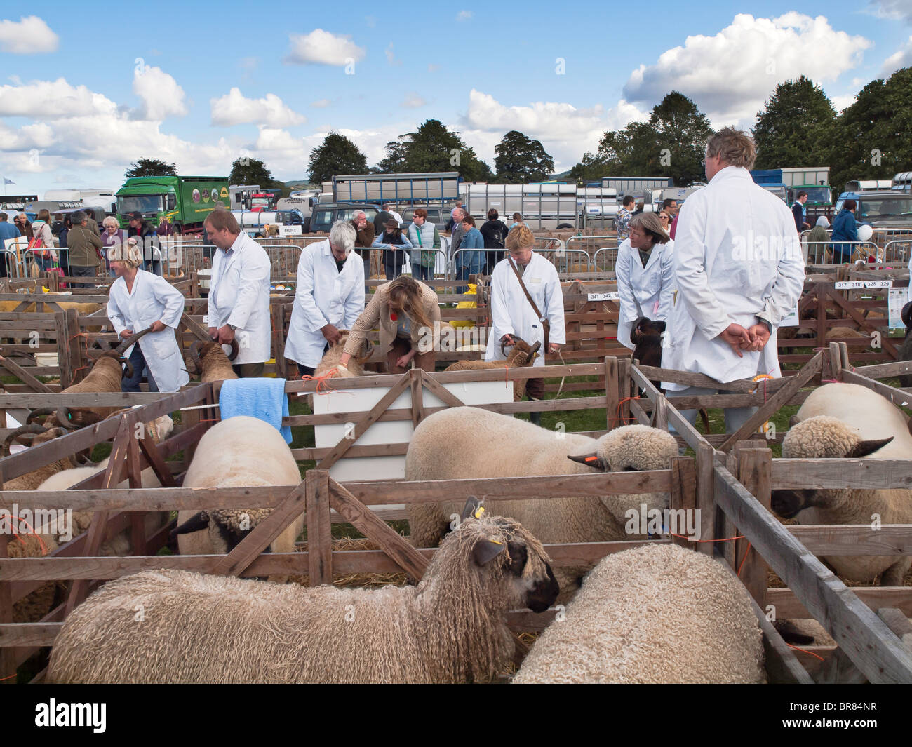 Judging sheep at the Stokesley Agricultural Show 2010 Stock Photo