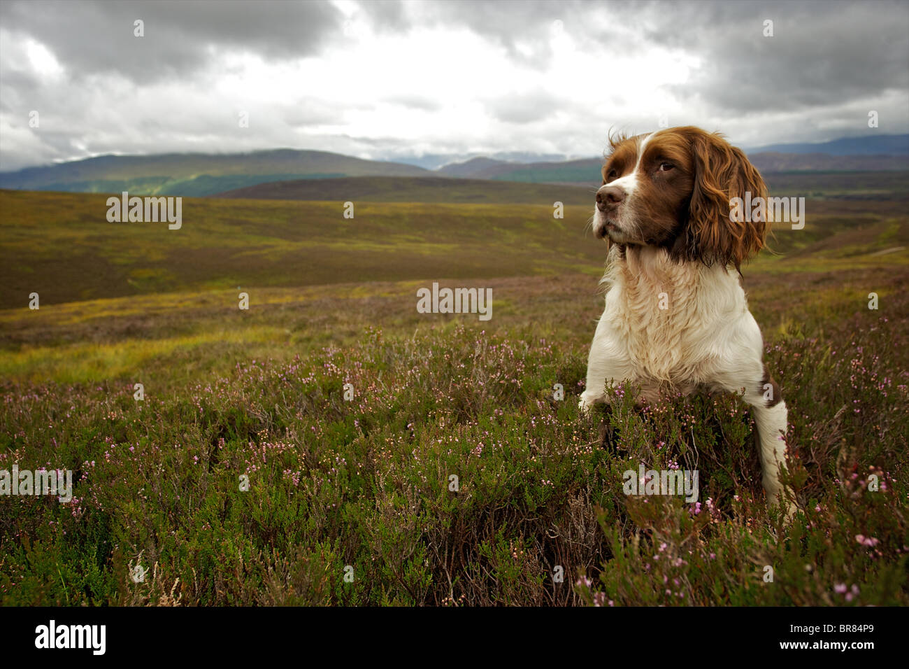 Springer spaniel waiting for birds to pick up on a grouse moor in Inverness-shire Stock Photo