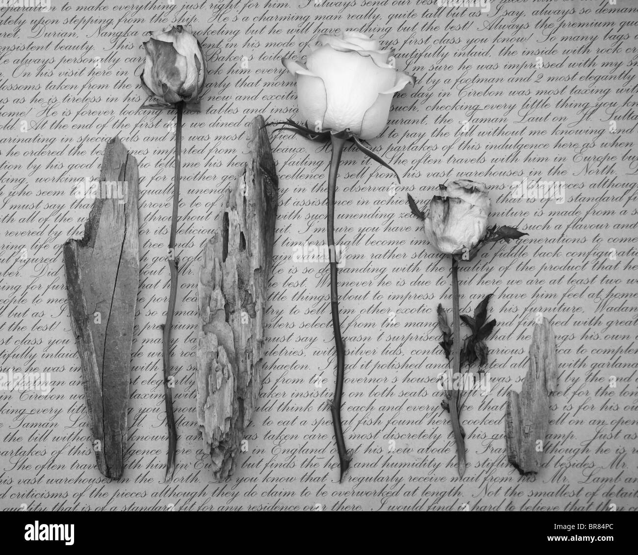 Dried Flower Arrangement with Rose and Seeds on Driftwood