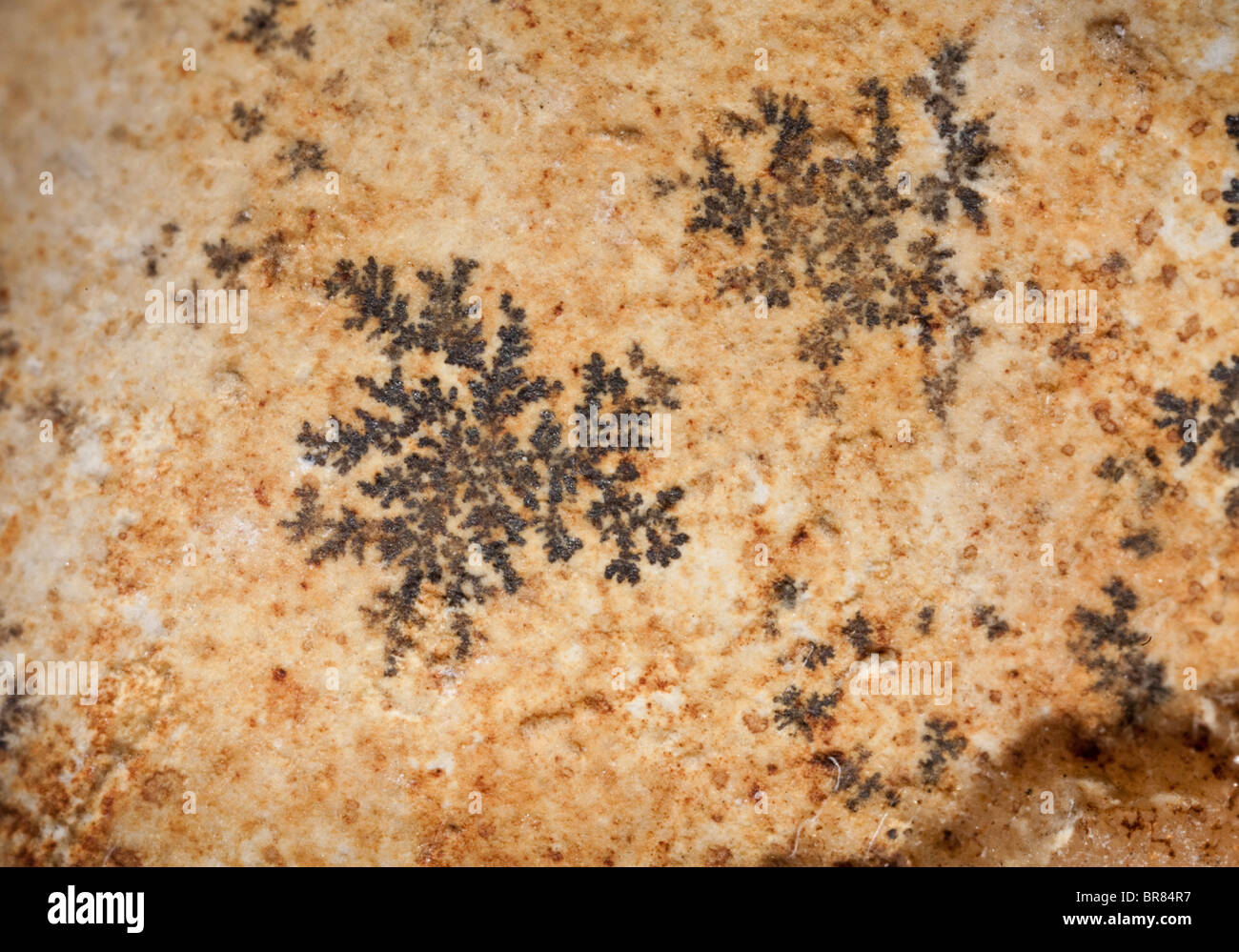 Crystal dendrites on limestone matrix Stock Photo