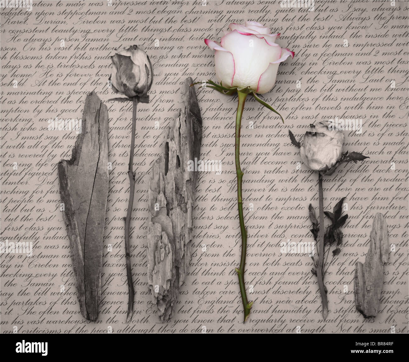 Still life with dried roses and driftwood on a background of script. Stock Photo