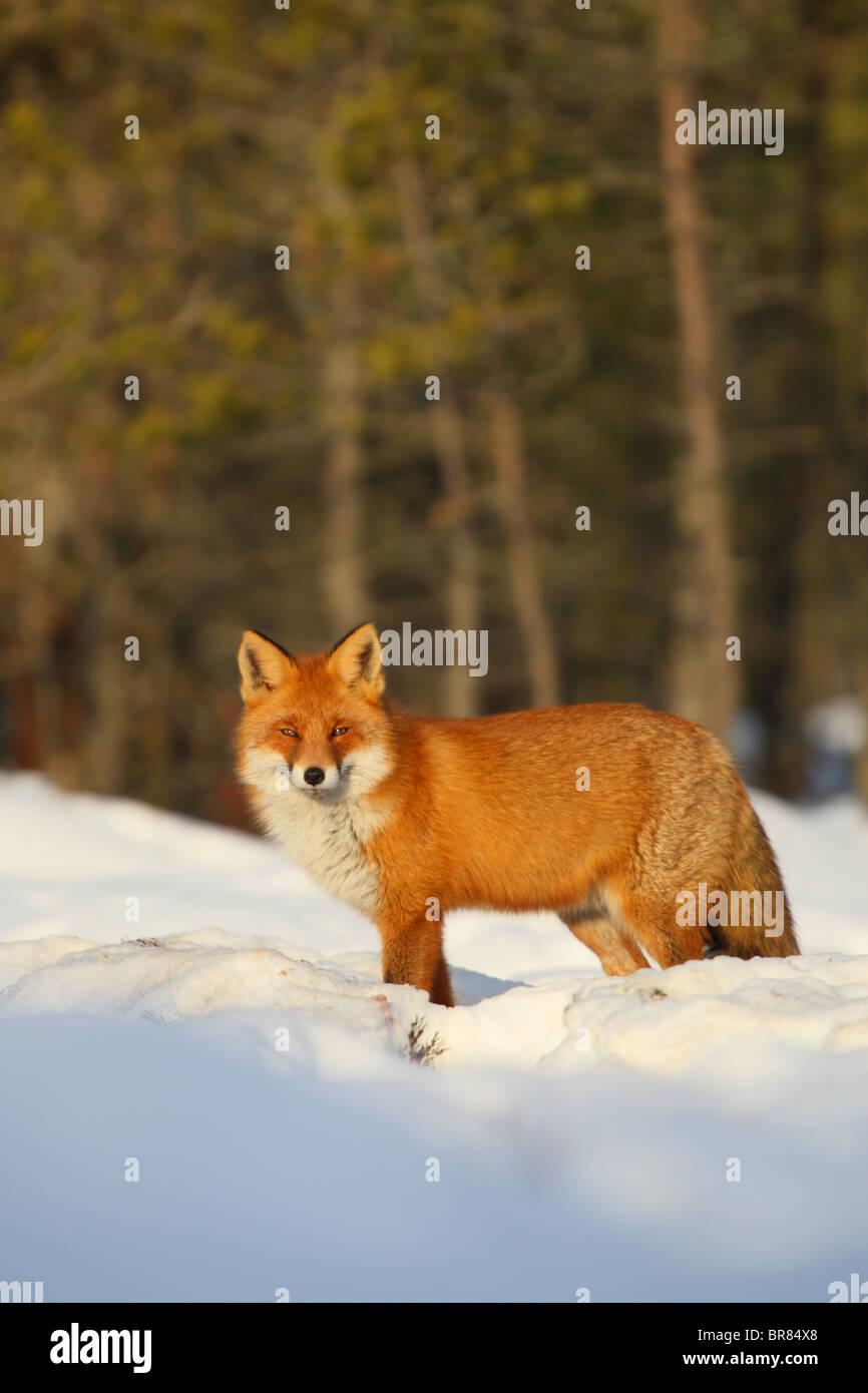 Wild Red Fox (Vulpes vulpes) portrait, winter. Stock Photo