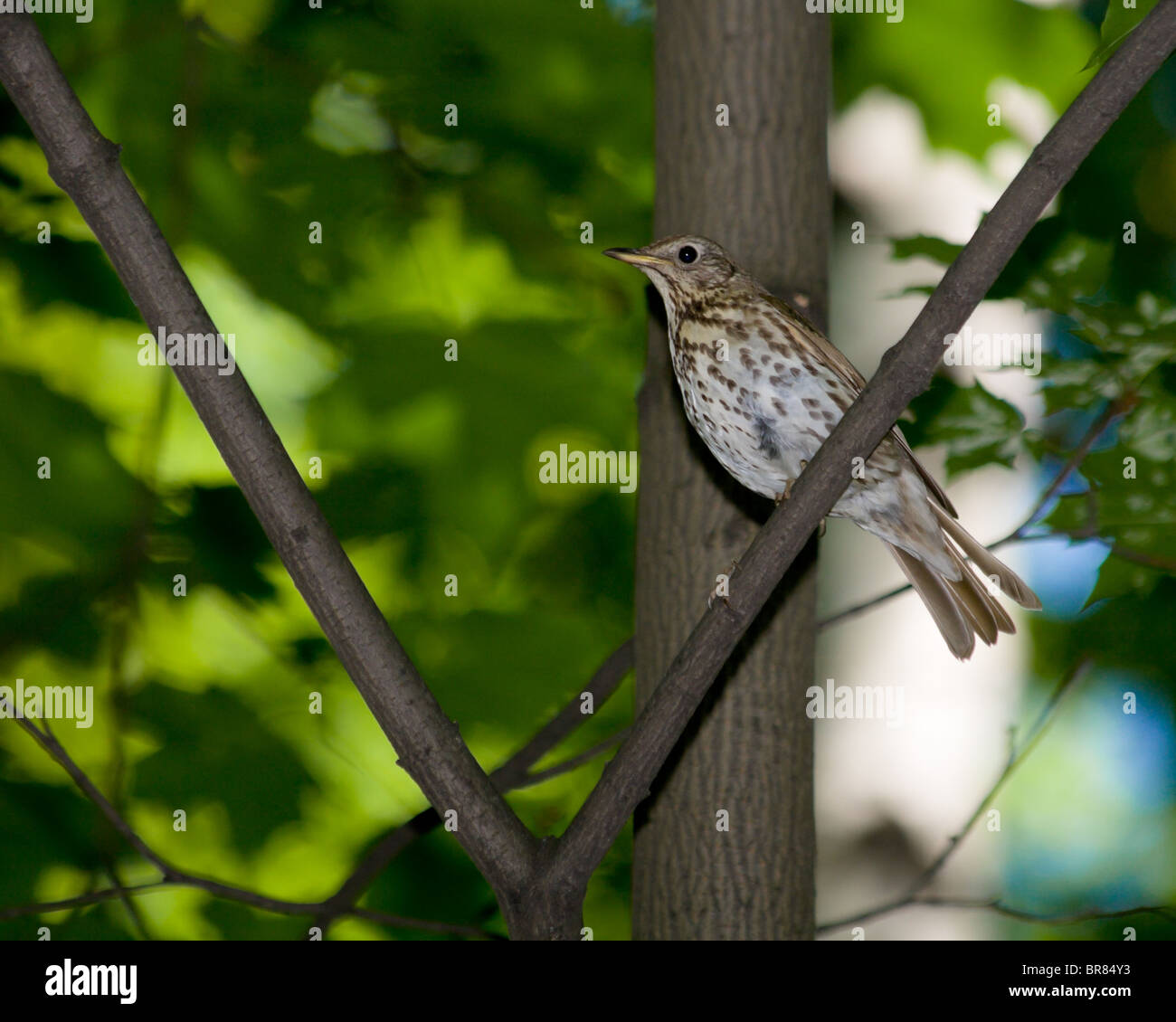 The Song Thrush (Turdus philomelos) is in the wild nature. Stock Photo