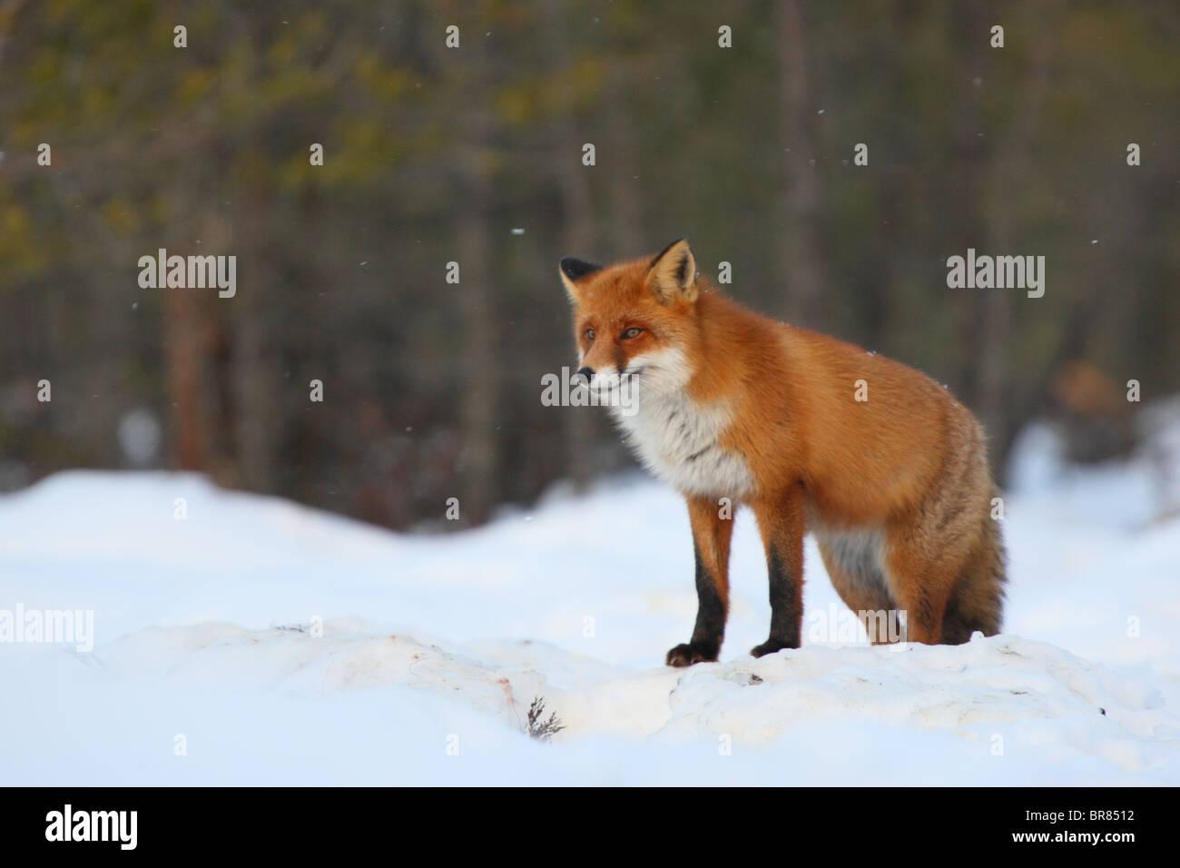 Wild Red Fox (Vulpes vulpes) portrait, winter. Stock Photo
