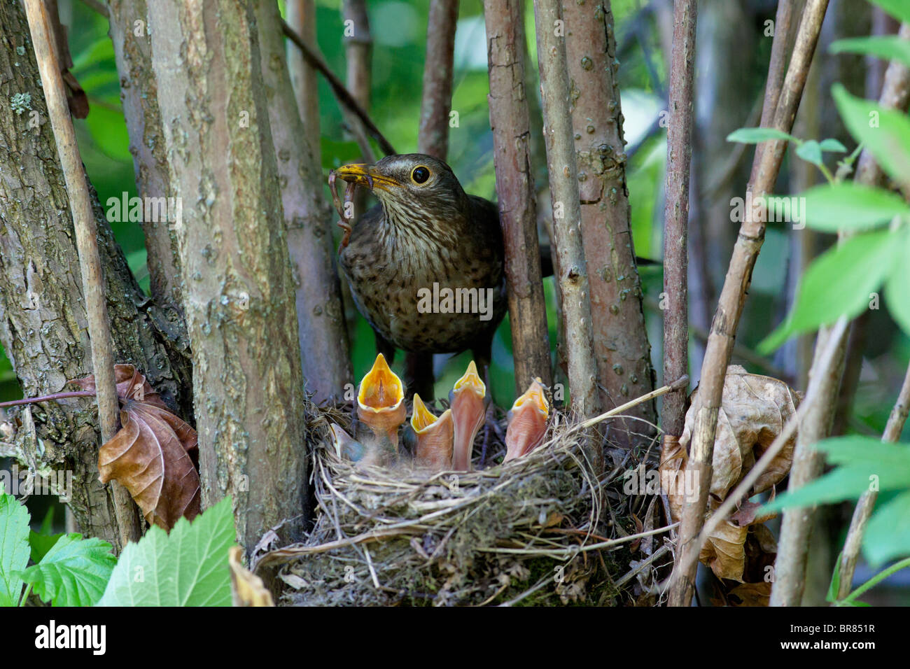 The Blackbird (Turdus merula) at a nest with hungry baby birds. Stock Photo