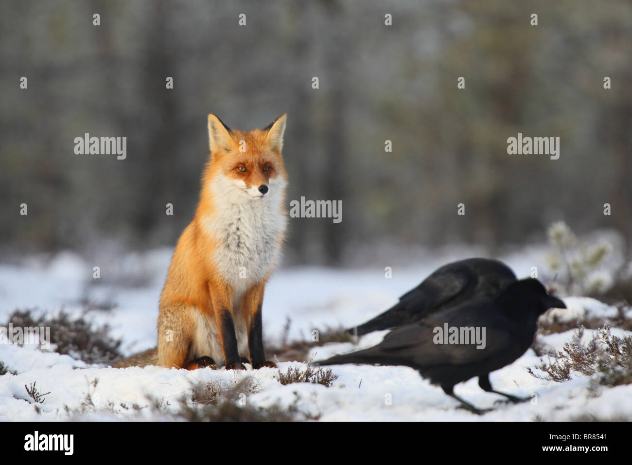 Wild Red Fox (Vulpes vulpes) sitting and looking at the ravens. Stock Photo
