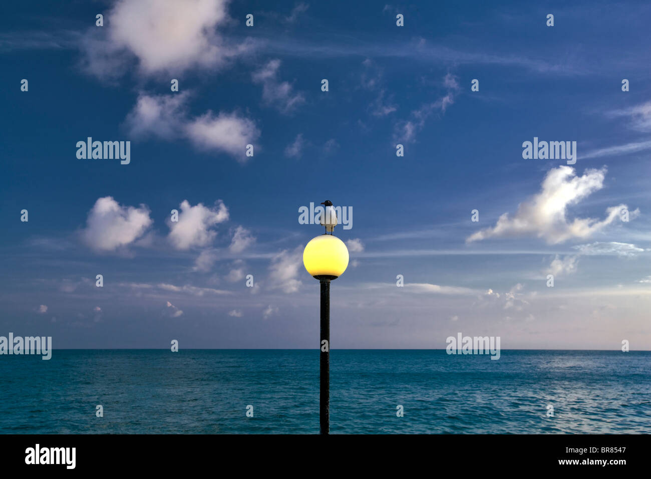 Venezuelan Laughing Gull on lightpost in Charlotte Amalle. St. Thomas. US Virgin Islands Stock Photo