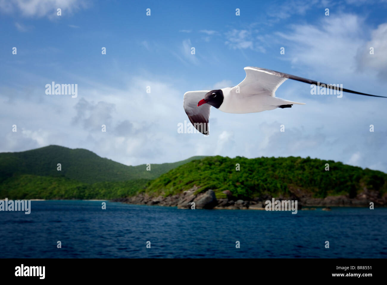 Venezuelan Laughing Gull flying by boat in Virgin Islands. Stock Photo