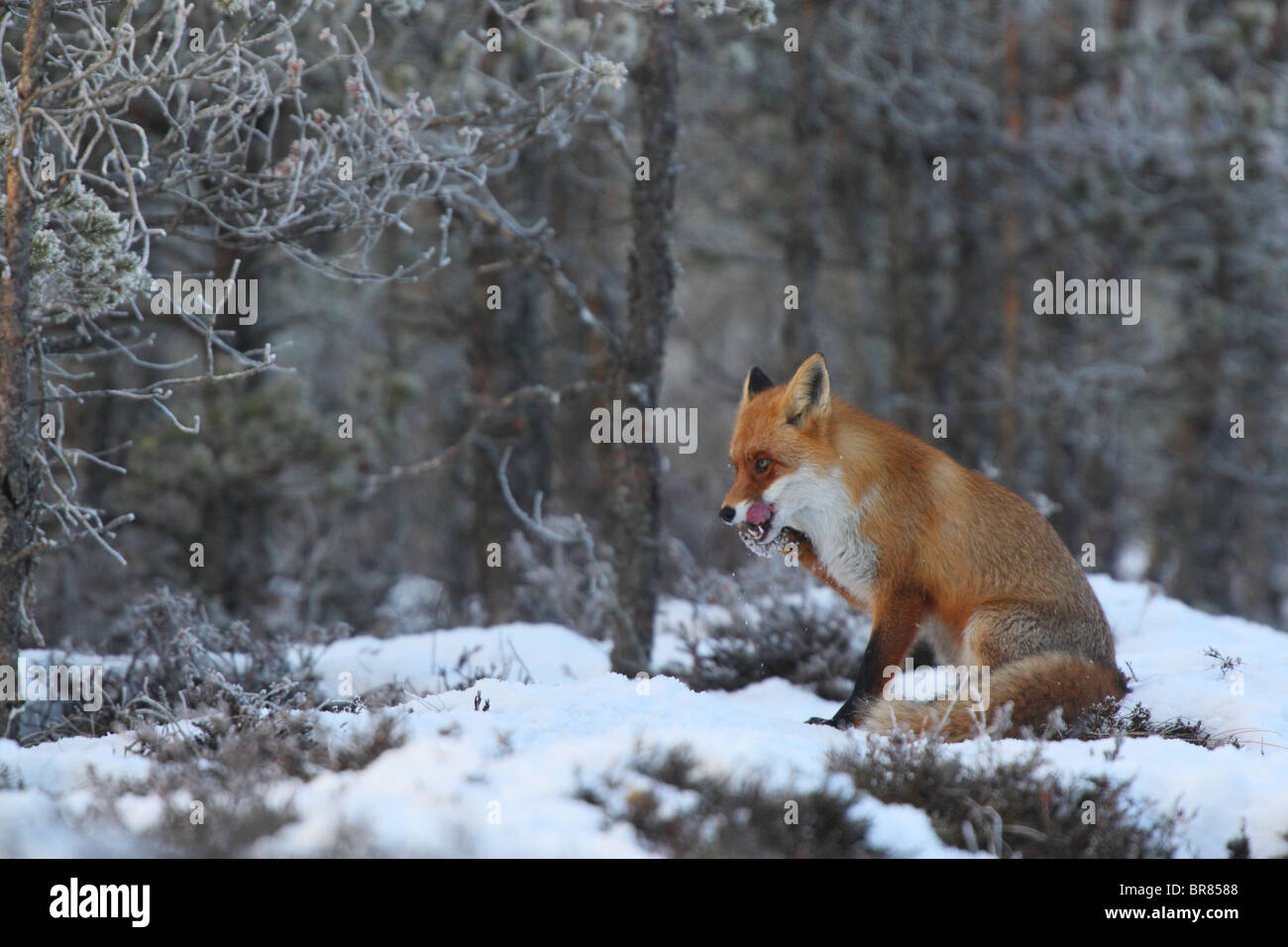 Wild Red Fox (Vulpes vulpes) washing his mouth with a paw after eating. Stock Photo