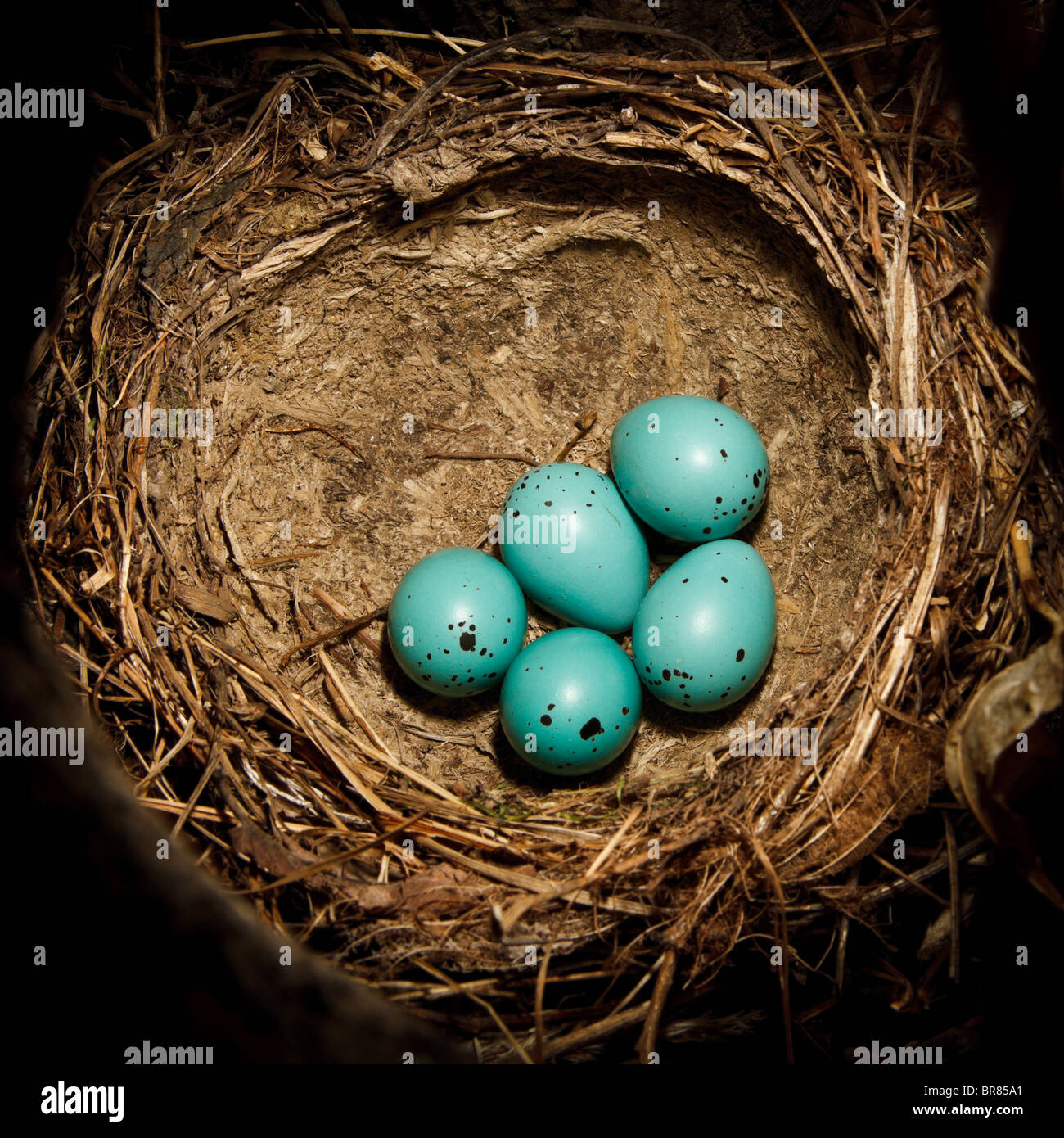 Thrush eggs hi-res stock photography and images - Alamy