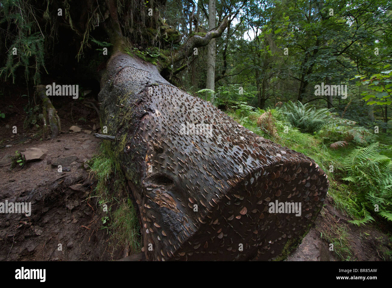 A Money Tree on the edge of Tarn Hows in the Lake District.  Walkers hammer a coin into the tree trunk to bring good luck Stock Photo