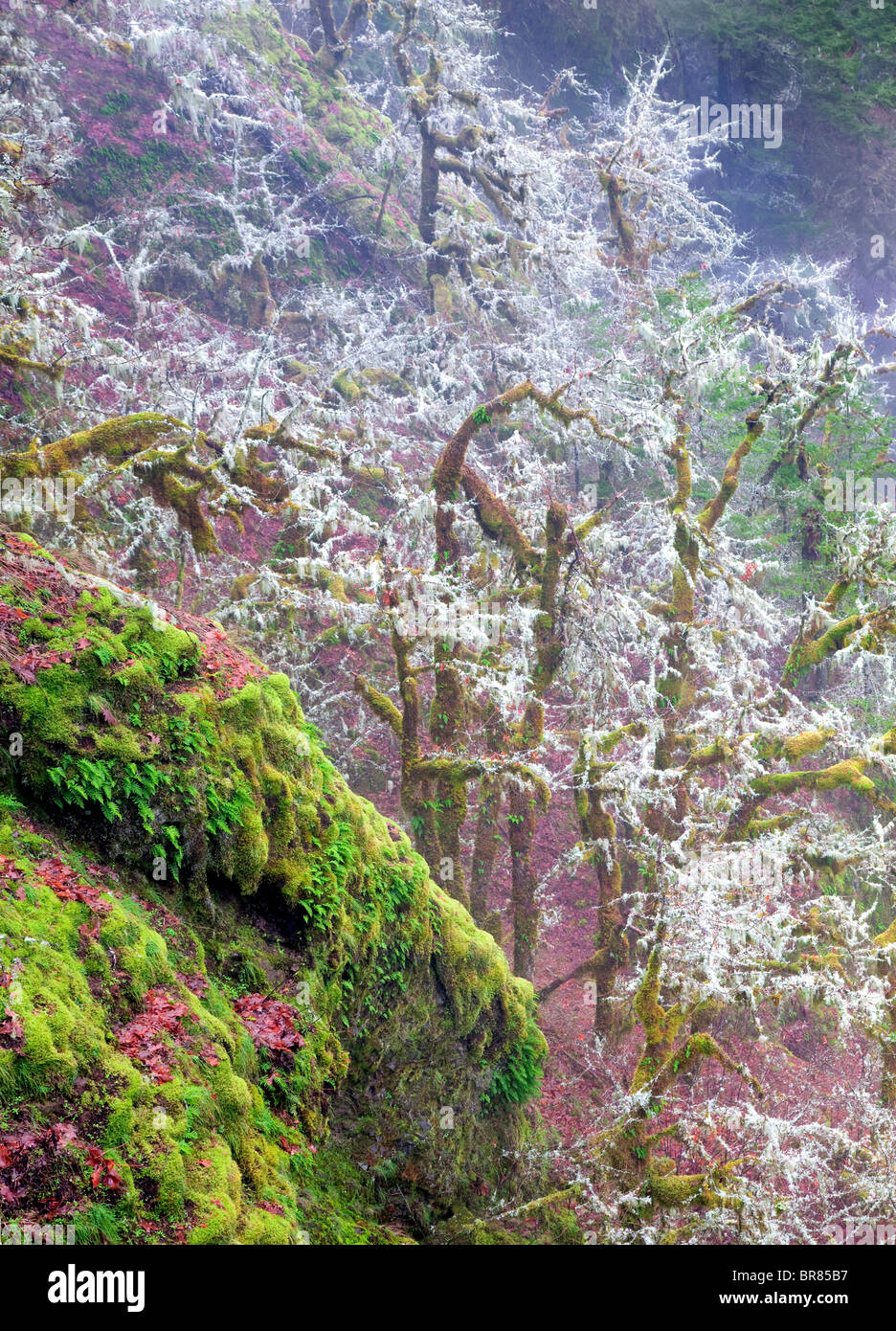 Moss and fog in forest. Eagle Creek basin. Columbia River Gorge National Scenic Area, Oregon Stock Photo