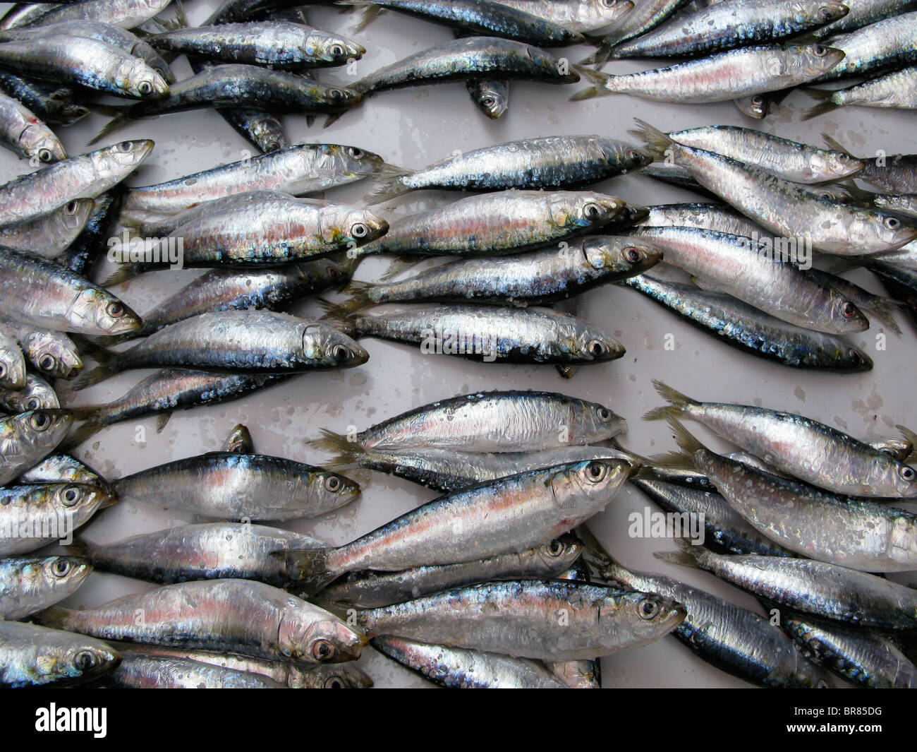 fresh-sardines-catch-hi-res-stock-photography-and-images-alamy