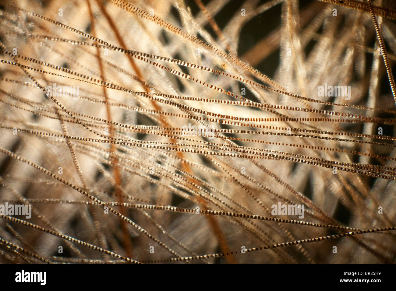 Darkfield photomicrograph, hair of house mouse (Mus musculus) Stock Photo