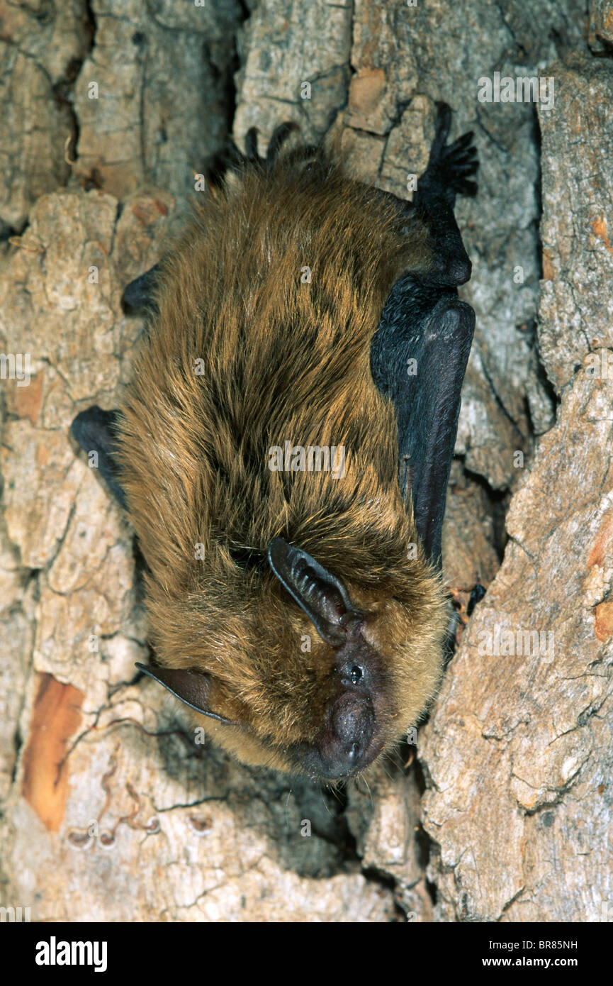Little Brown Bat Myotis lucifugus E USA Stock Photo