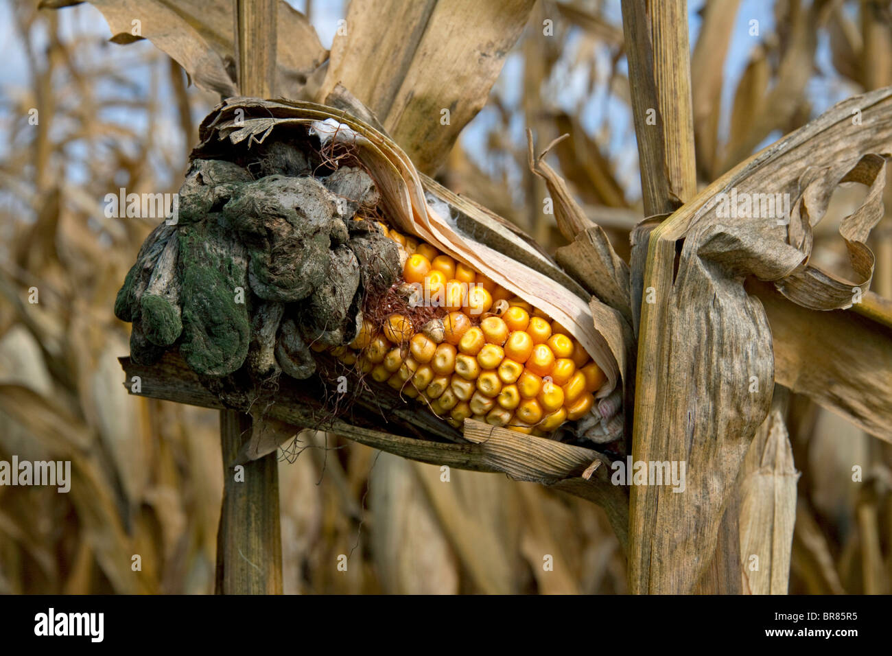 Corn Smut Ustilago maydis growing on field corn Michigan USA corn Stock Photo