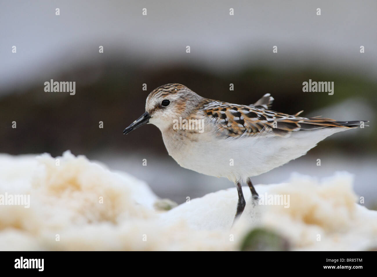 Portrait of Little Stint (Calidris minuta). August 2010 Stock Photo