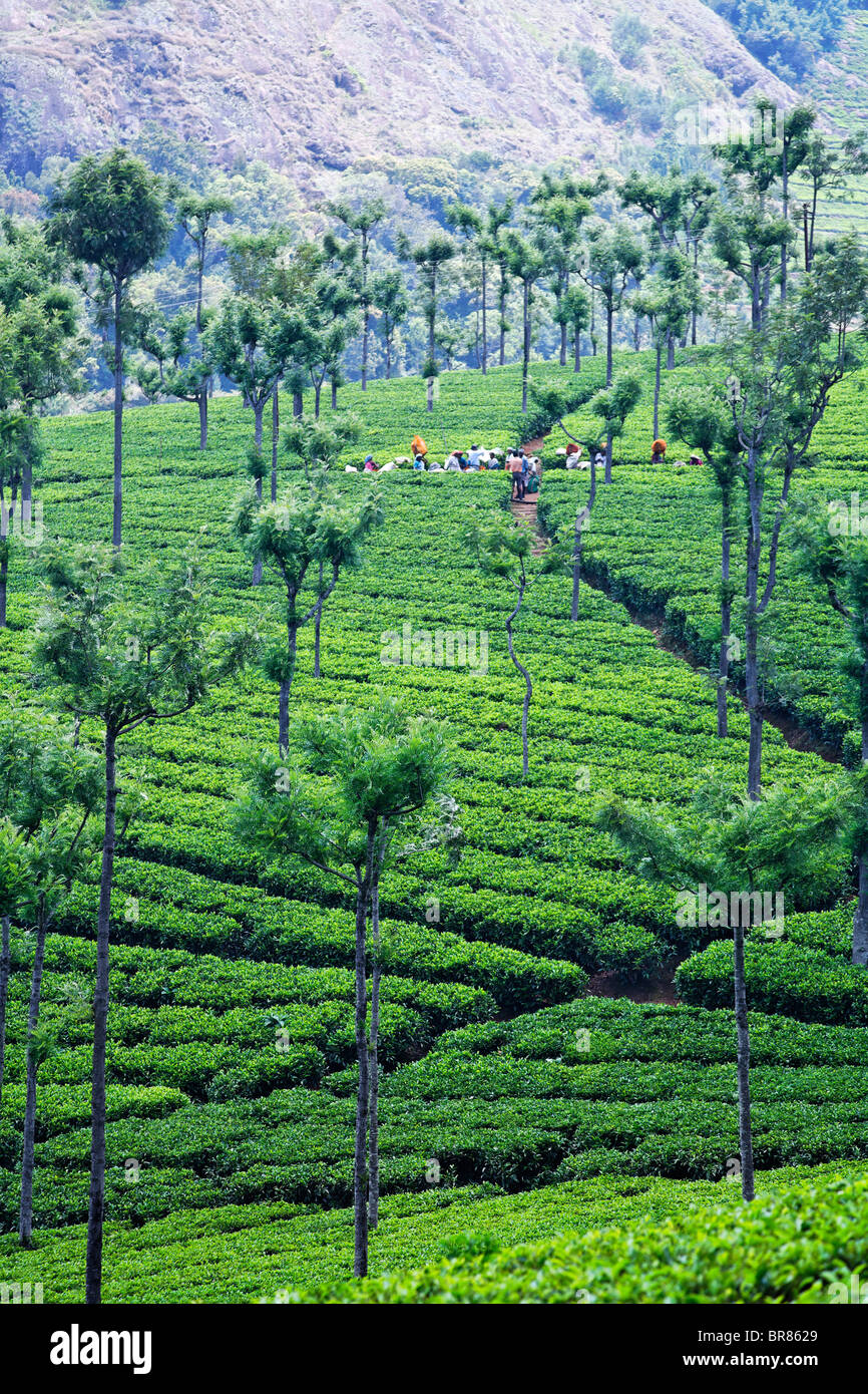 Tea plantation at High Field Tea Factory, Coonoor, Tamil Nadu, India Stock Photo
