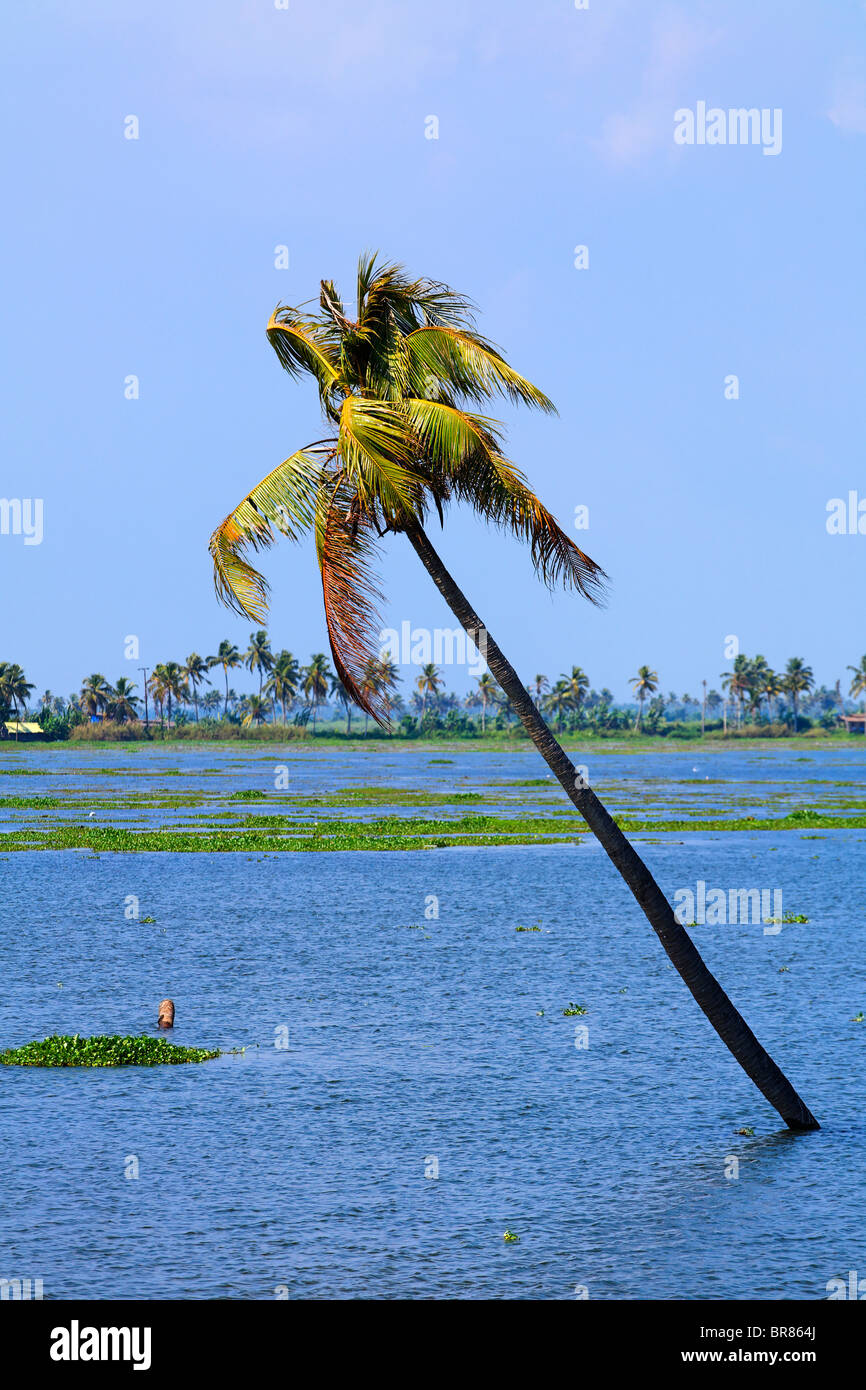 Palm tree in the Kerala Backwaters, Kerala, India Stock Photo Alamy