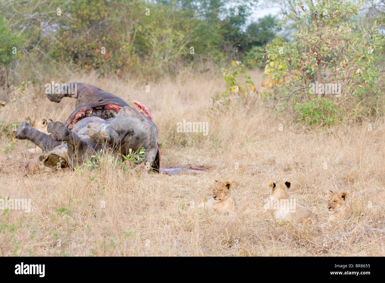 Lion cubs with dead hippo in Kruger National Park in South Africa Stock Photo