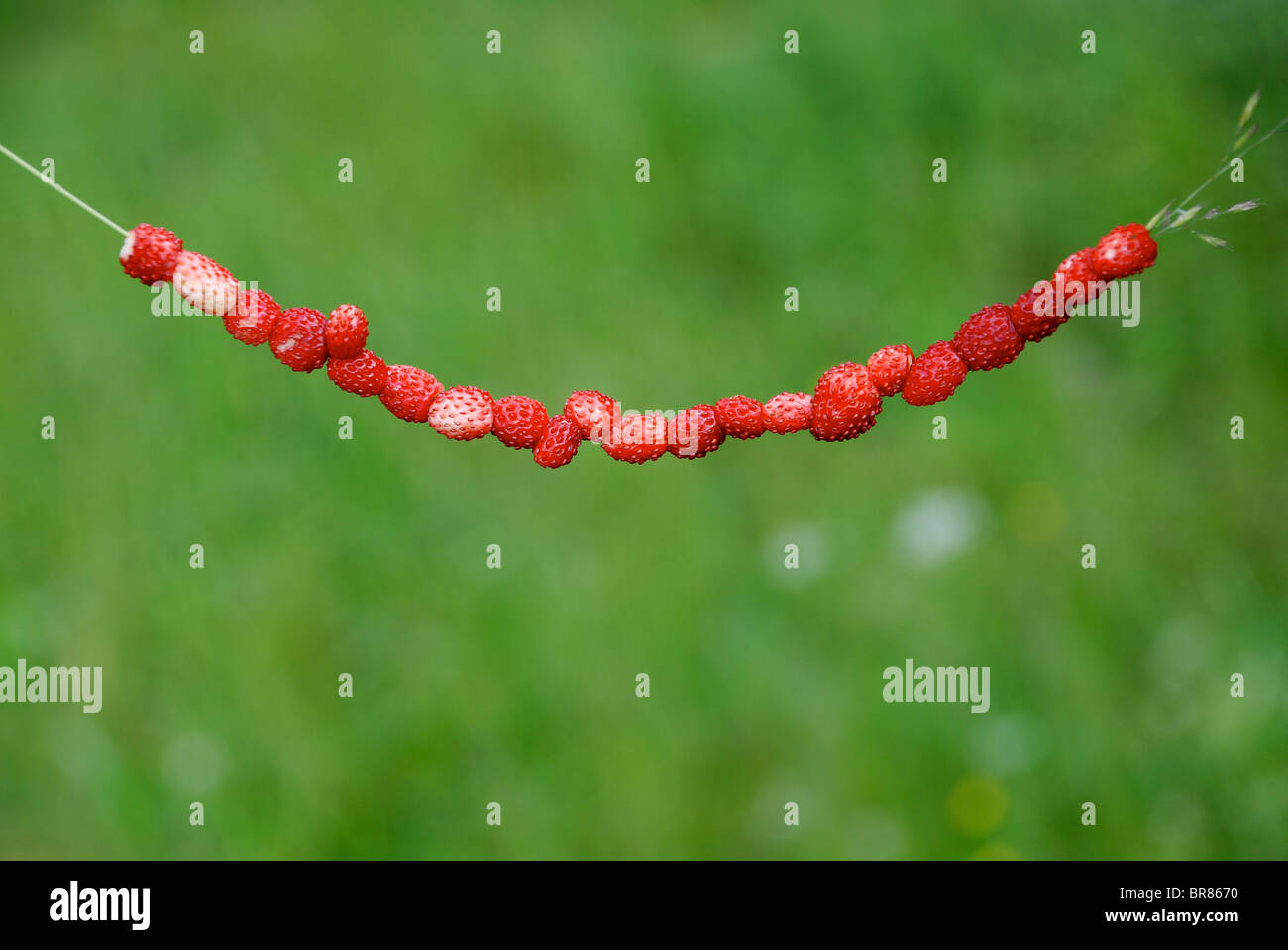 Wild strawberries straw hi-res stock photography and images - Alamy