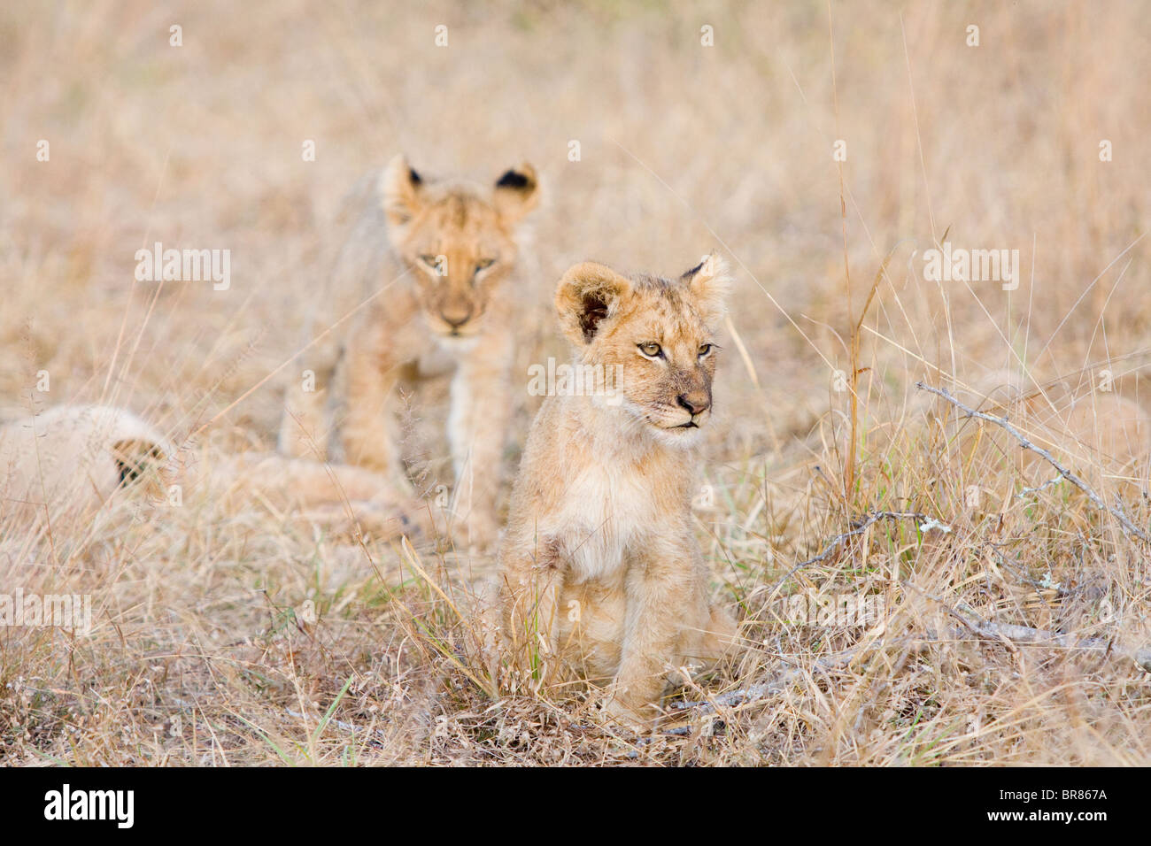 Cuddly lion hi-res stock photography and images - Alamy