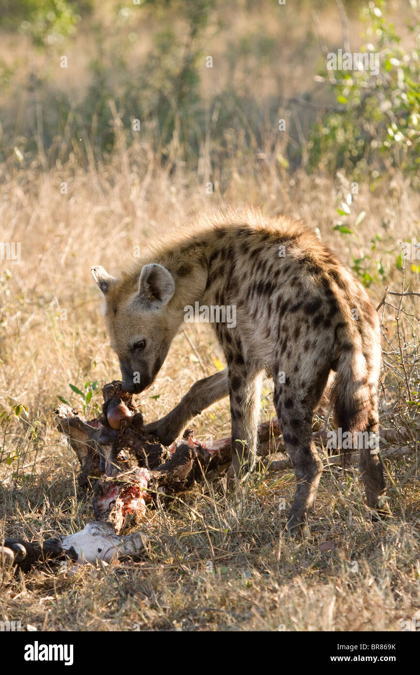 Spotted hyena eating carcass in Kruger National Park, South Africa Stock Photo