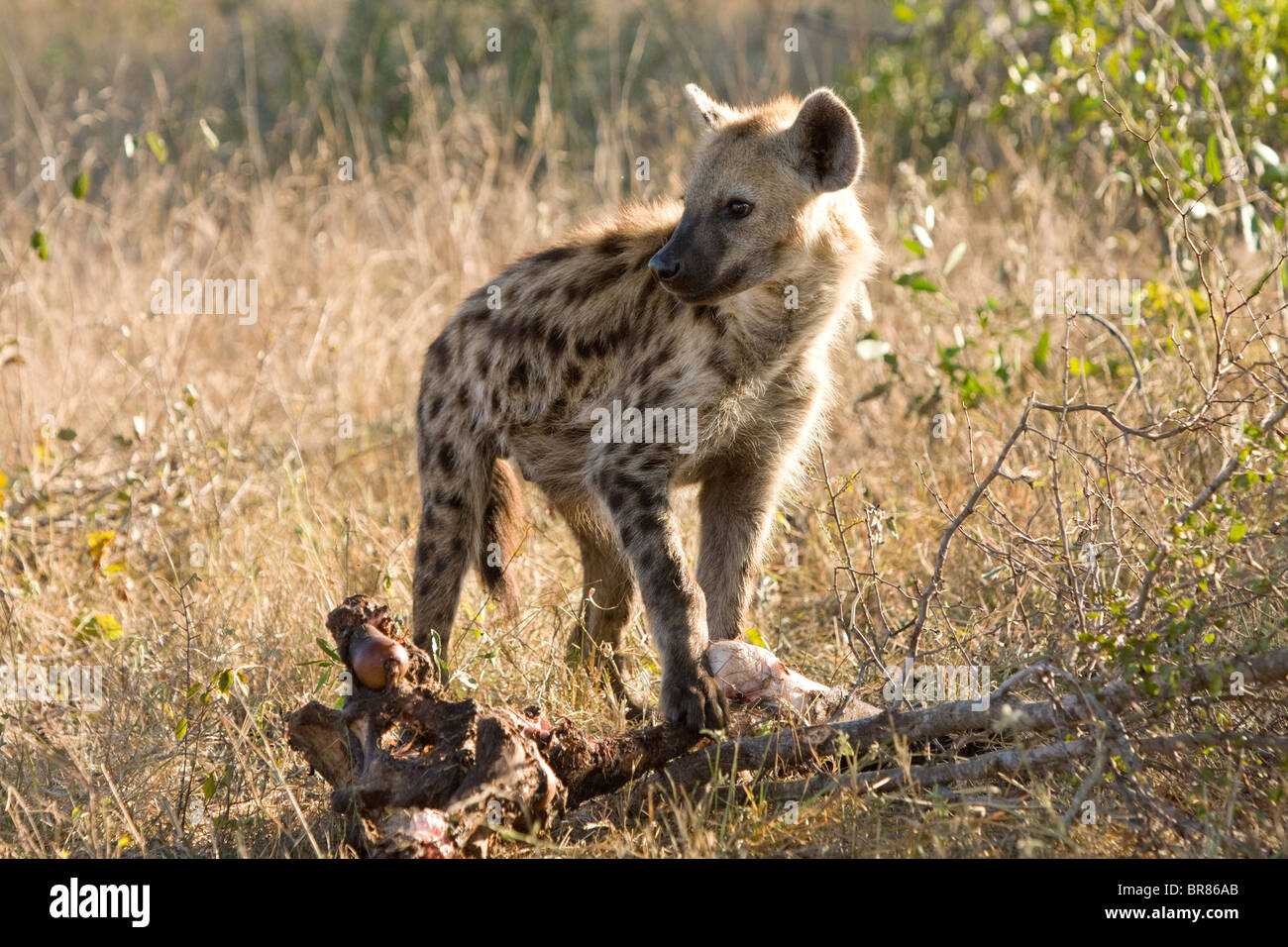 Spotted hyena eating carcass in Kruger National Park, South Africa