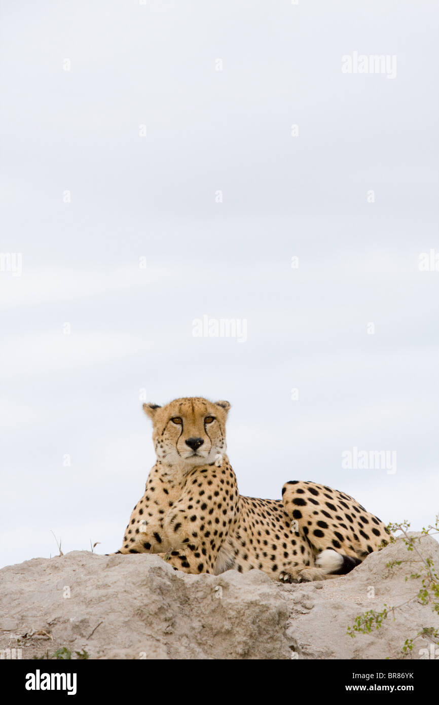 Cheetah in Kruger National Park, South Africa Stock Photo