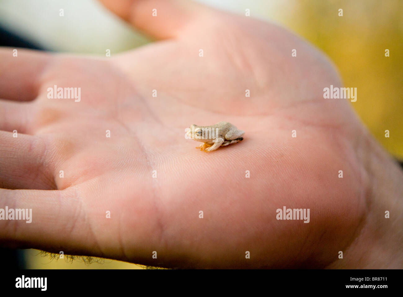 Person holding tiny frog in Kruger National Park, South Africa Stock Photo