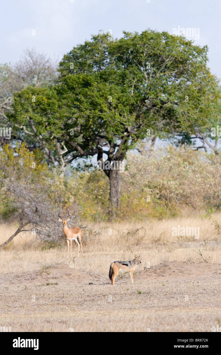 Impala and black-backed jackal in Kruger National Park, South Africa Stock Photo