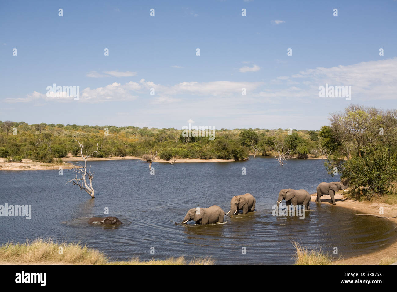 African elephants in Kruger National Park, South Africa Stock Photo
