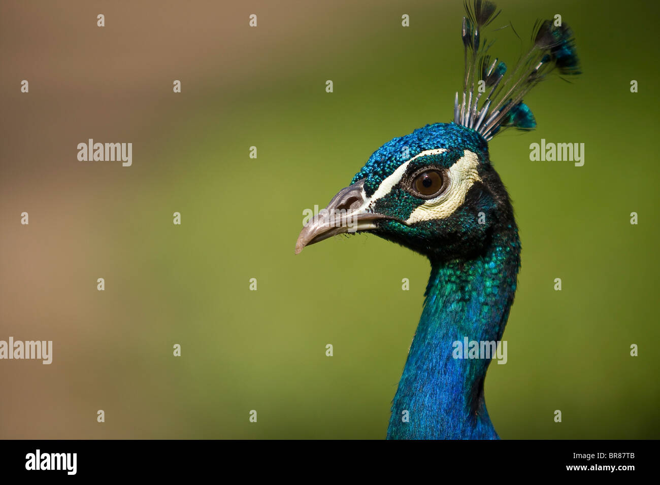 A proud peacock profile close-up on blurred background Stock Photo - Alamy