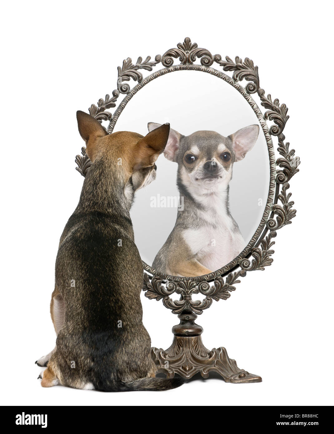 Chihuahua looking in mirror in front of white background Stock Photo