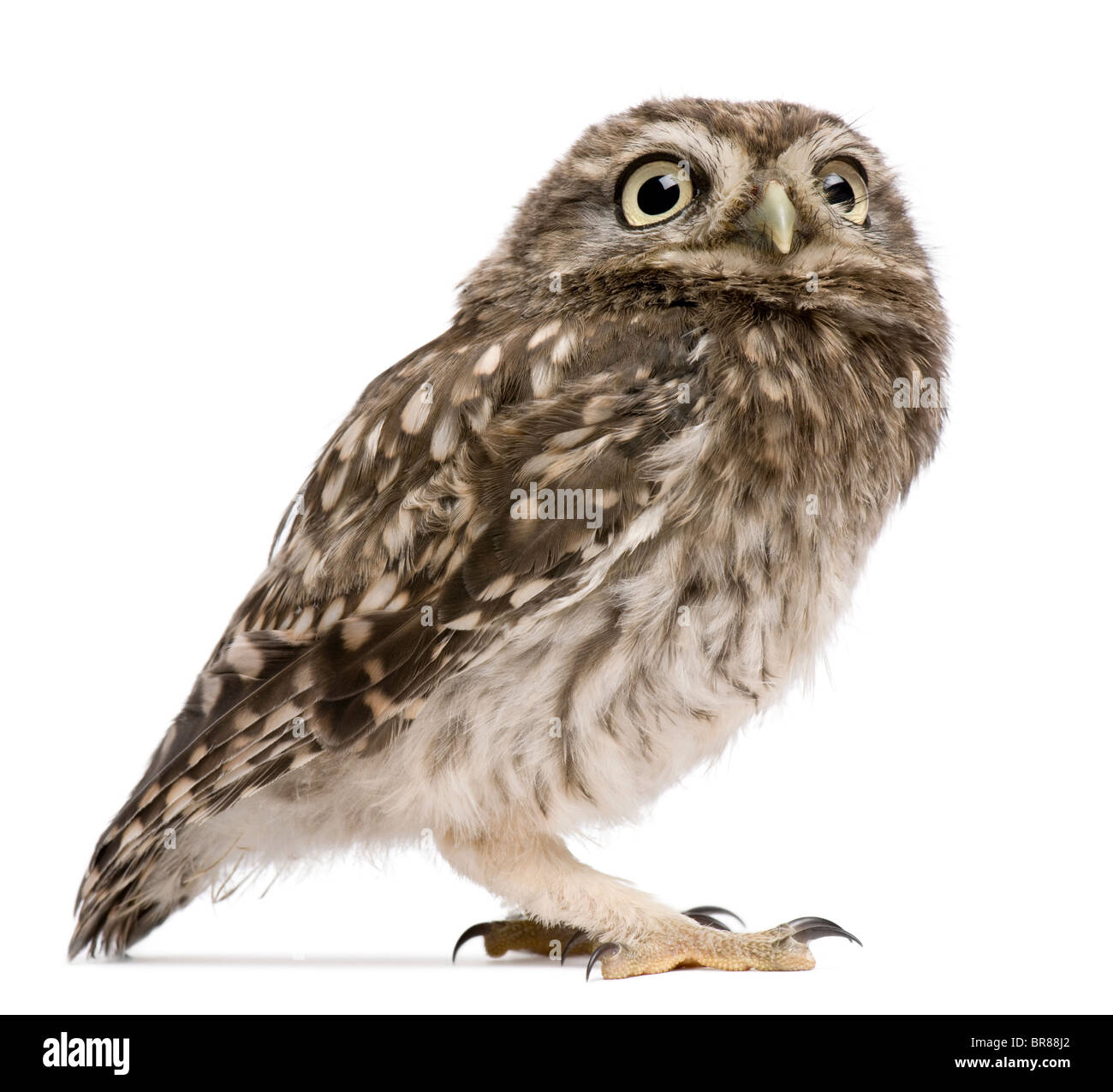 Little Owl, 50 days old, Athene noctua, standing in front of a white background Stock Photo