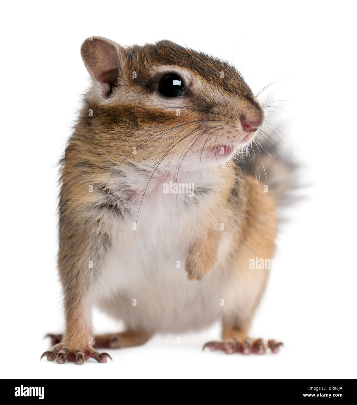 Close-up of a Siberian chipmunk, Euamias sibiricus, in front of white background Stock Photo