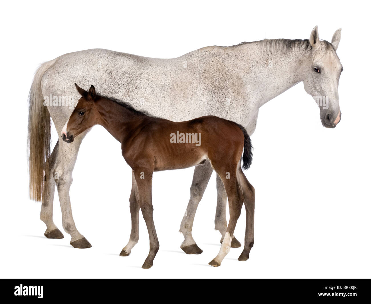 Mare and her foal, 14 years old and 20 days old, standing in front of white background Stock Photo