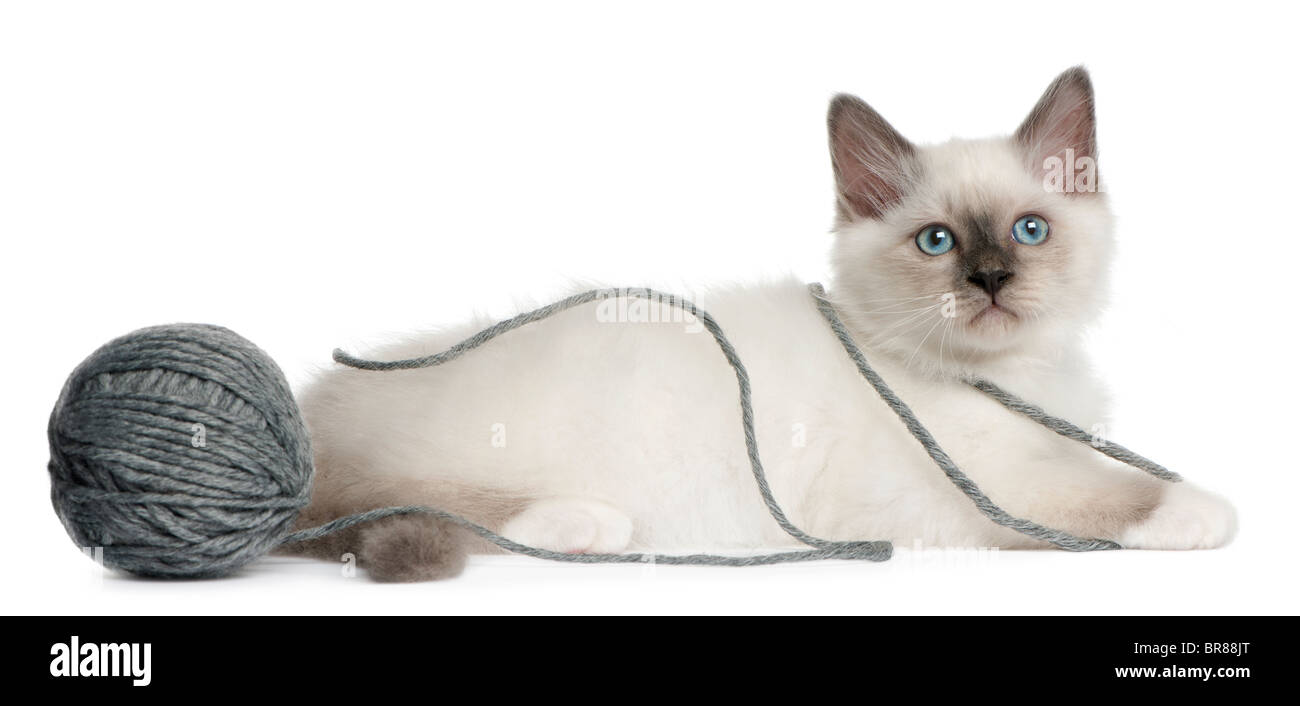 Birman Kitten, 2 months old, playing with a ball of yarn in front of white background Stock Photo