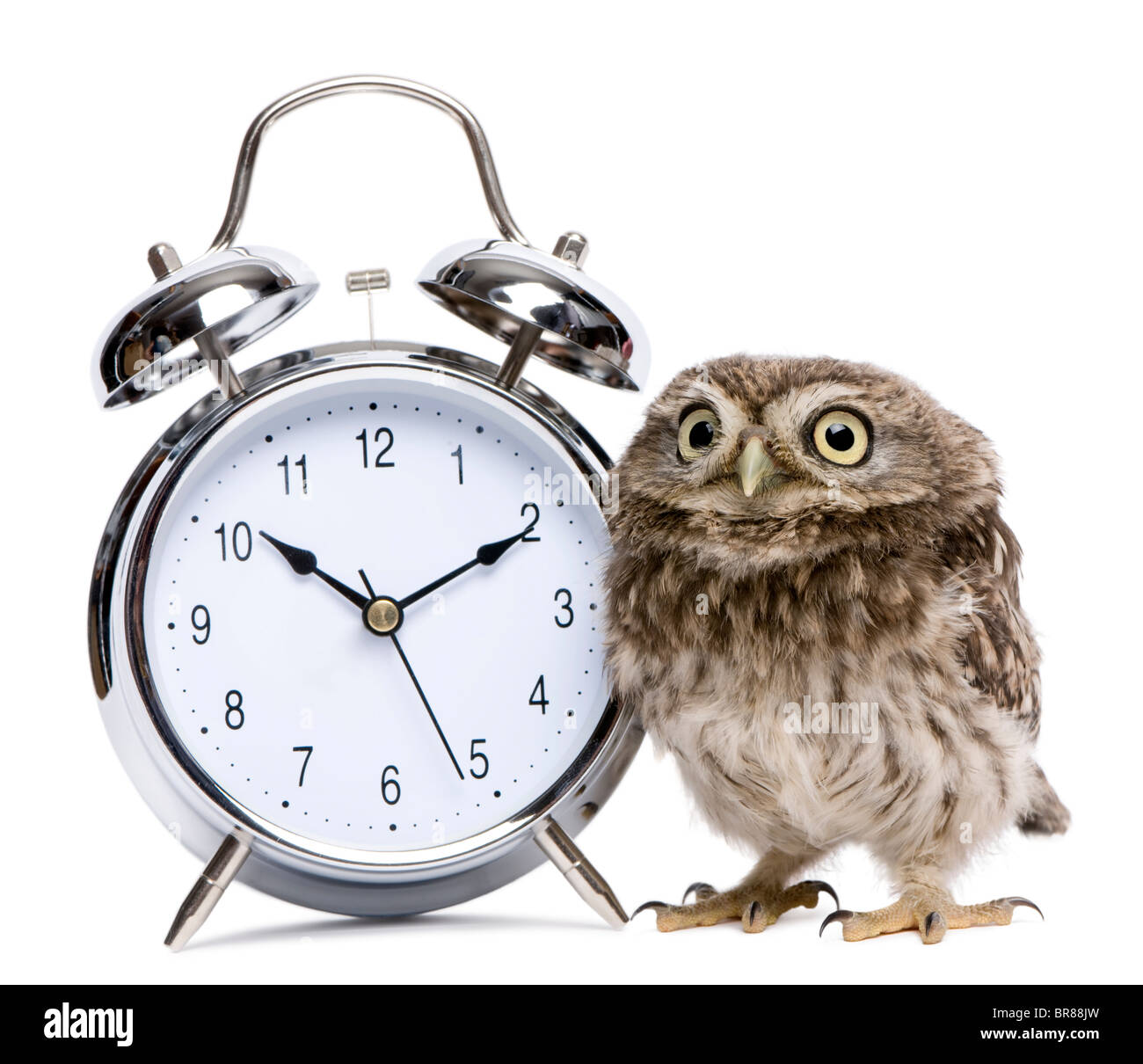Little Owl, 50 days old, Athene noctua, in front of a white background