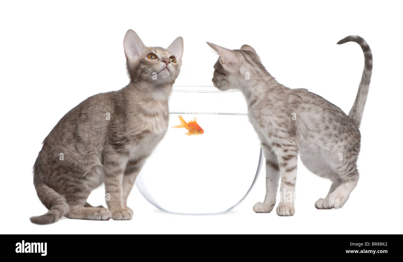 Two Ocicat Cats, 13 weeks old, looking in goldfish bowl Stock Photo