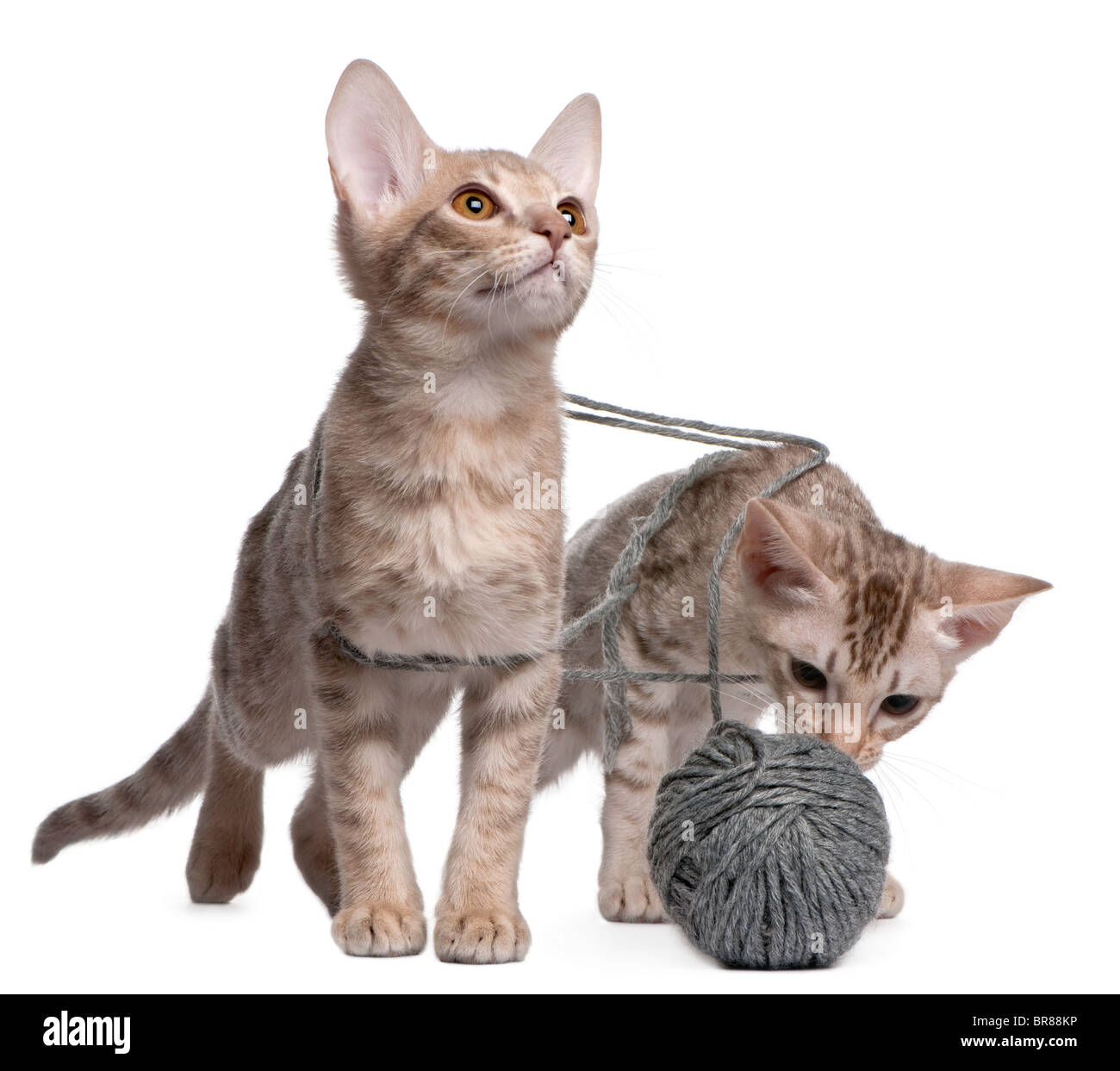 Two Ocicat Cats, 13 weeks old, playing with a ball of yarn Stock Photo